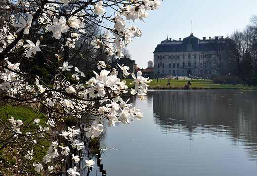 Pierwszy dzie wiosny w Pszczynie. Park Zamkowy. W gbi pszczyski paac.