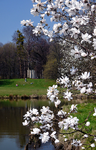 Pierwszy dzie wiosny w Pszczynie. Park Zamkowy.