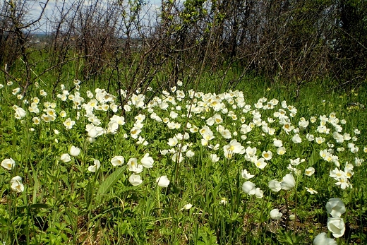 zawilec wielkokwiatowy