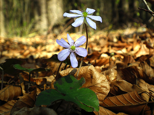 Przylaszczka pospolita Hepatica nobilis Mill. - Lasy Trzebiesawickie