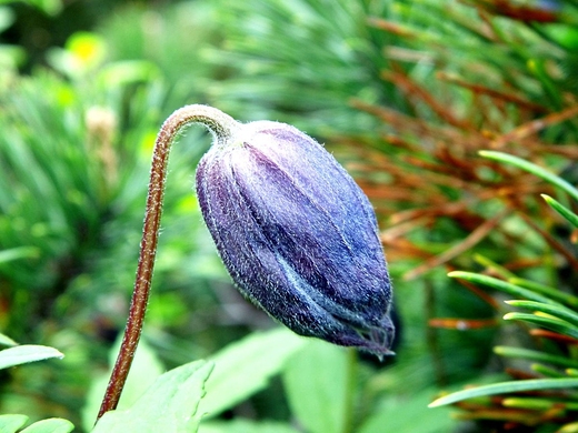 W Ogrodzie Botanicznym PAN