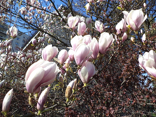kwitnce magnolie
