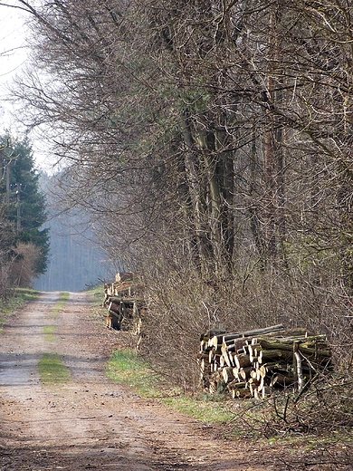 Spacerem przez Lasy Pomiechowskie.