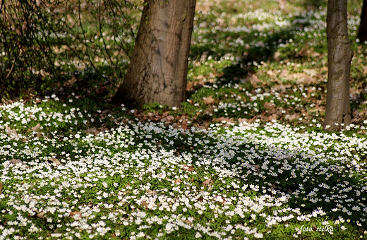 Park Zabytkowy w Sawicicach