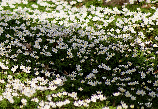 Park Zabytkowy w Sawicicach