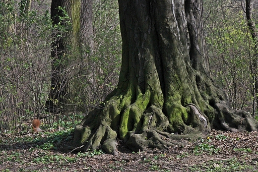 W cieniu wiekowego drzewa
