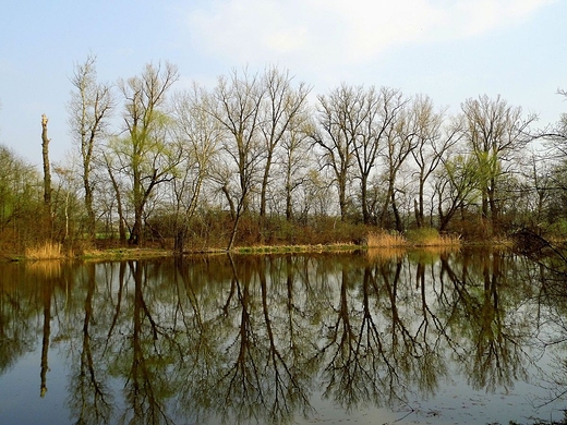 Wiosna nad Jeziorem Wilanowskim