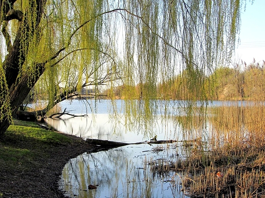 Wiosna nad Jeziorkiem Czerniakowskim