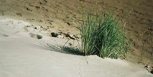Sowiski Park Narodowy - trawy porastajce ruchome wydmy