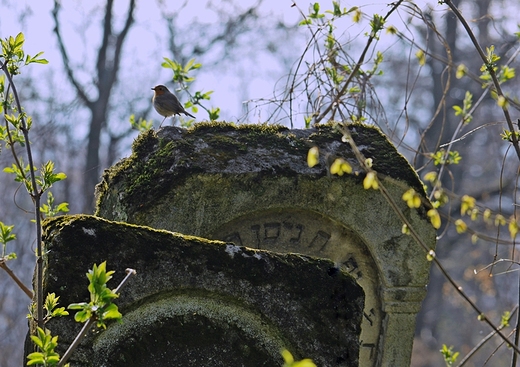 Roztocze. Kirkut w Szczebrzeszynie