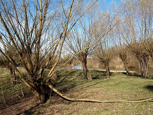 Szczypiorno. Wierzby nad Wkr w wiosennym socu.