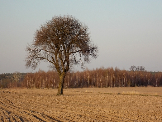 Wymysy. Wieczorny krajobraz z drzewem.