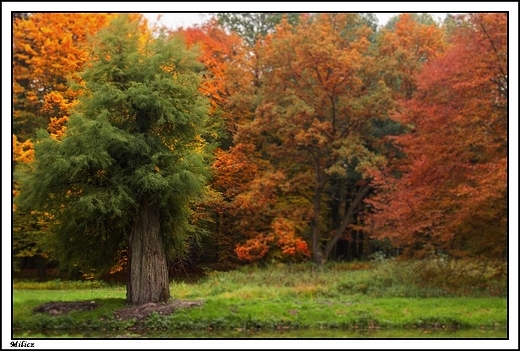 Milicz - neoklasycystyczny kompleks paacowy hrabiw Maltzan _ park w stylu angielskim