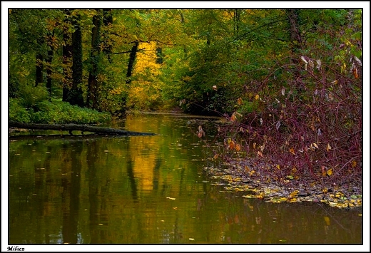 Milicz - neoklasycystyczny kompleks paacowy hrabiw Maltzan _ park w stylu angielskim