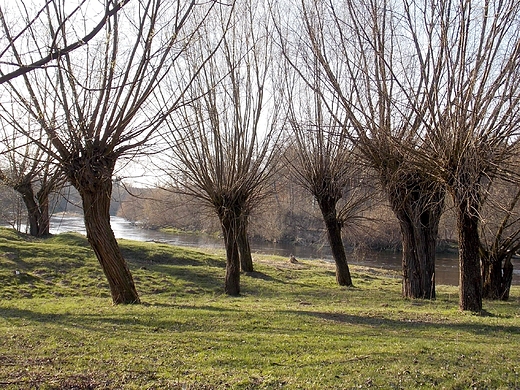 Szczypiorno. Wierzby nad Wkr.