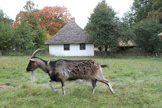 Skansen Sierpc