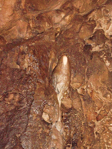 Jaskinia Wierzchowska Grna
