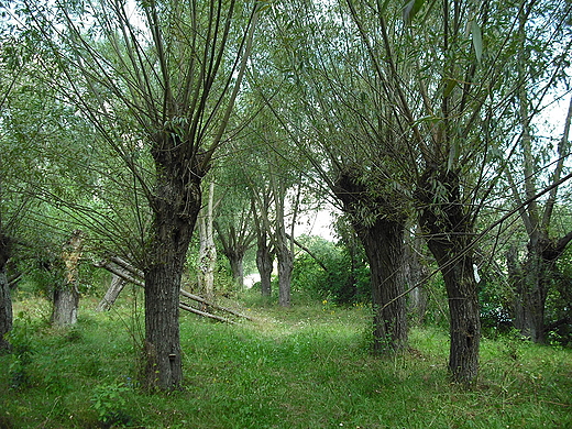 Wierzby nad Wkr w okolicach Szczypiorna