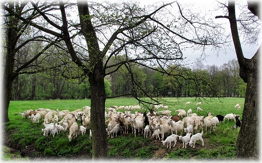 Park Krajobrazowy Dolina Bystrzycy- obszar Natura 2000