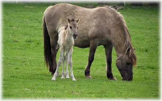 Park Krajobrazowy Dolina Bystrzycy- obszar Natura 2000