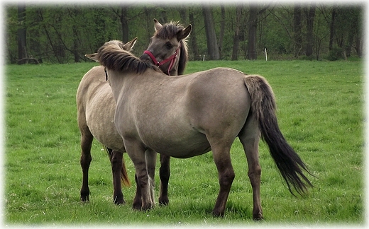 Park Krajobrazowy Dolina Bystrzycy- obszar Natura 2000