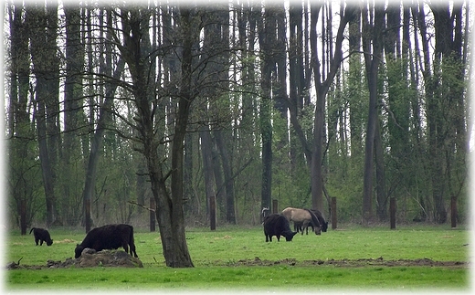 Park Krajobrazowy Dolina Bystrzycy- obszar Natura 2000