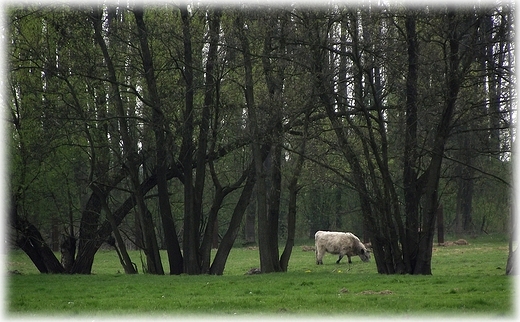 Park Krajobrazowy Dolina Bystrzycy- obszar Natura 2000