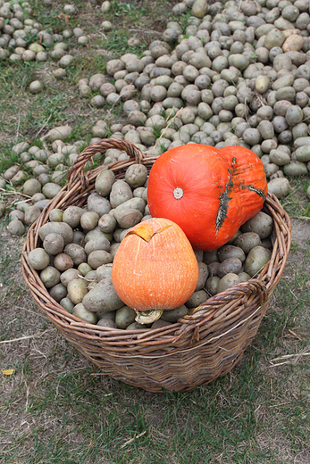 Skansen Sierpc