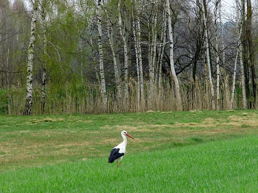 Wiosna na Polesiu Lubelskim