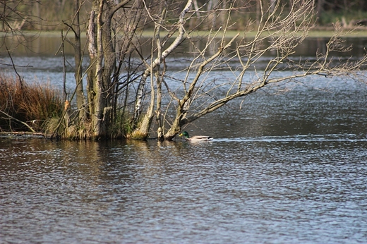 Rezerwat krajobrazowy Torfy