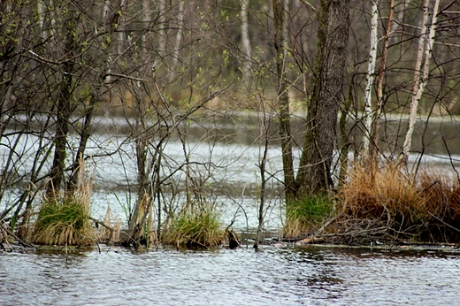 Rezerwat krajobrazowy Torfy