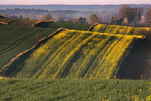 Roztocze. Majdan Ruszowski