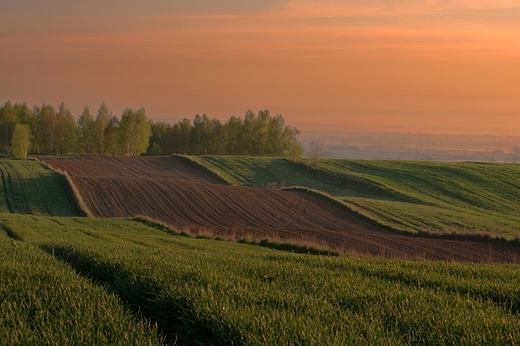 Na wiosennych polach o poranku. Roztocze, Ruszw