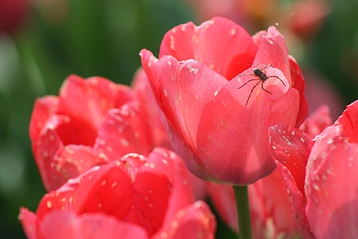 Tulipany w Powsinie