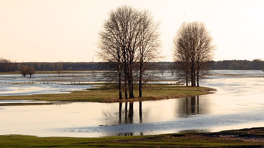 Zajki, Narew wiosn