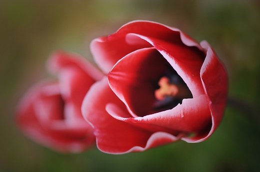 Tulipany Polonia