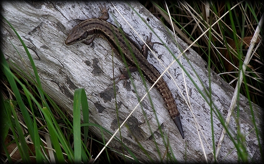 Park Krajobrazowy Dolina Bystrzycy- obszar Natura 2000