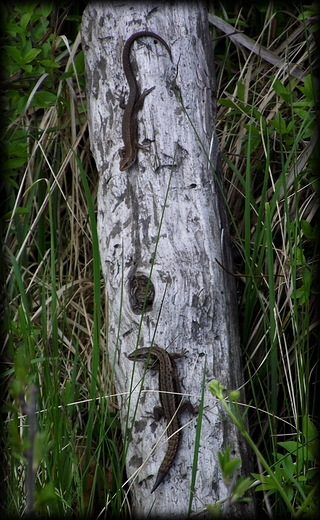 Park Krajobrazowy Dolina Bystrzycy- obszar Natura 2000