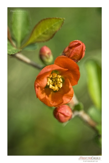 Pigwowiec japoski -Chaenomeles japonica Thunb. Lindl. ex Spach.