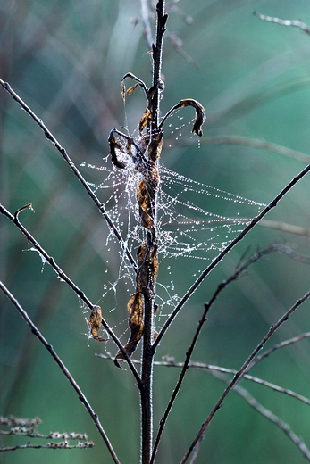 Kropelki