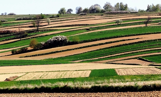 Pola i miedze, miedze i pola