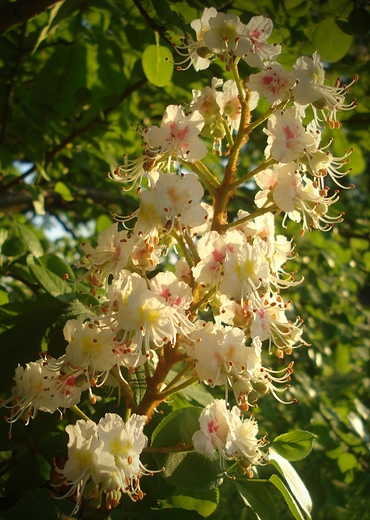 Kwiat kasztanowca