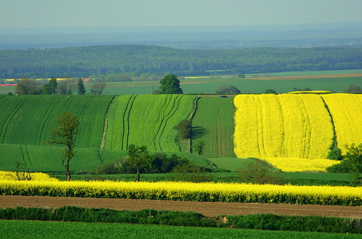 Wiosenne pasiaki