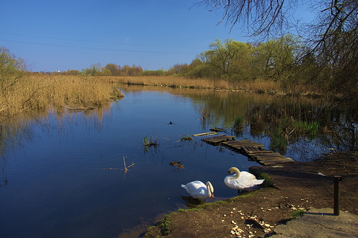 Jezioro w Swarzdzu