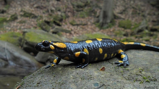 Salamandra