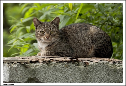 Szemborowo - przykocielny kotek siedzi na ogrodzeniu kocioa
