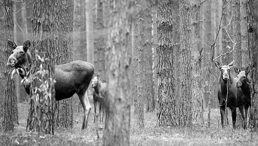 Wielka Czwrka. osie sfotografowane w okolicach Dobarza