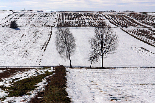 Sokow Grny - pola