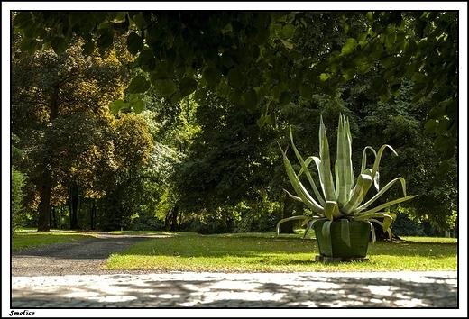 Smolice - neobarokowy paac z lat 1910 - 1914 _ przypaacowy park krajobrazowy