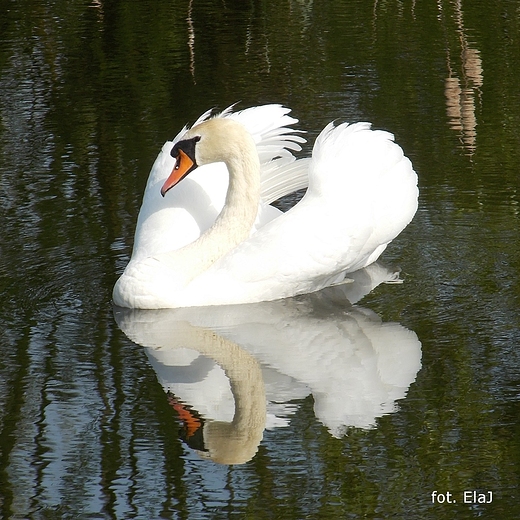 Szczypiorno. abd nad Wkr.